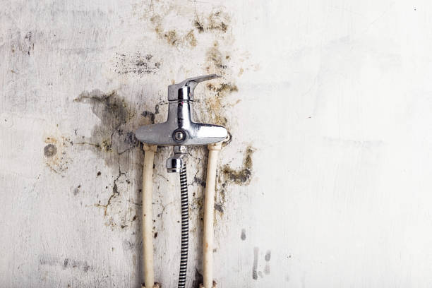 Best Residential Mold Remediation in Stone Ridge, VA
