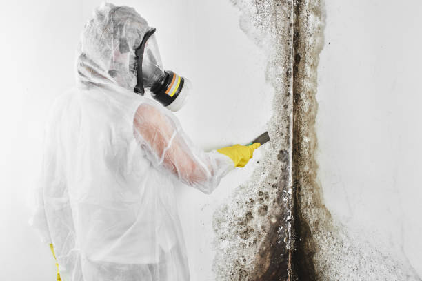 Best DIY Mold Remediation Support Services in Stone Ridge, VA