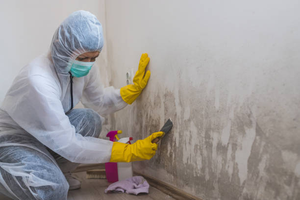Best Basement Mold Remediation in Stone Ridge, VA