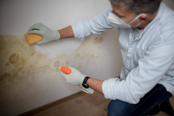 Best Residential Mold Remediation in Stone Ridge, VA