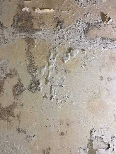Best Basement Mold Remediation in Stone Ridge, VA