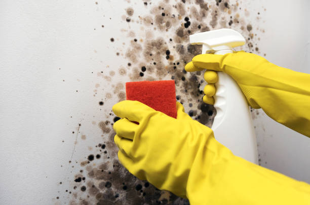 Best Mold Remediation for Specific Building Types in Stone Ridge, VA