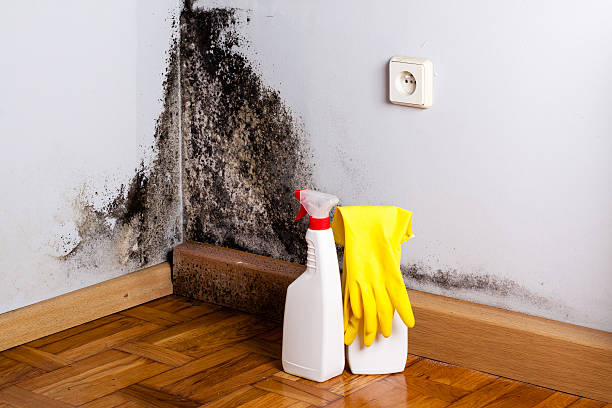 Best Post-Remediation Services in Stone Ridge, VA