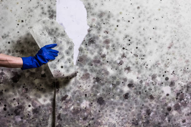 Best Black Mold Remediation in Stone Ridge, VA